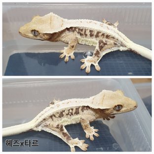 동배