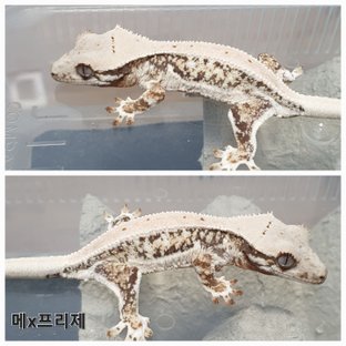 트라이 릴리화이트