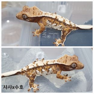 트라이 익스트림할리퀸