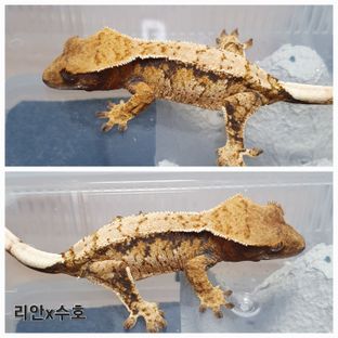 트라이 익스트림할리퀸