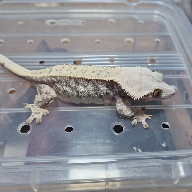 트라이 익스트림할리퀸