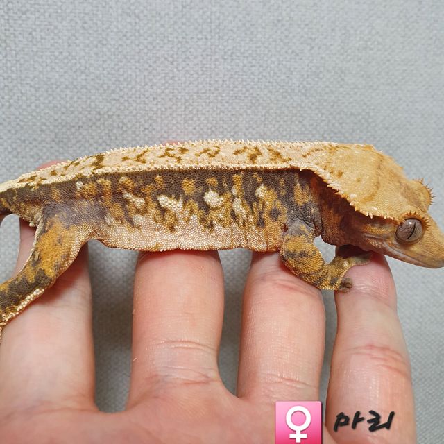 트라이 핀스트라이프 익스트림할리퀸