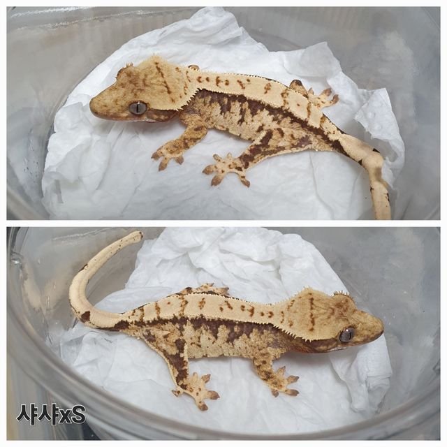 트라이 익스트림할리퀸