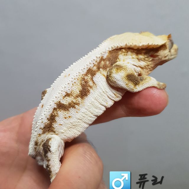 릴리화이트
