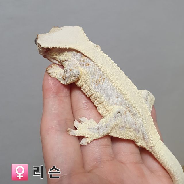 릴리화이트