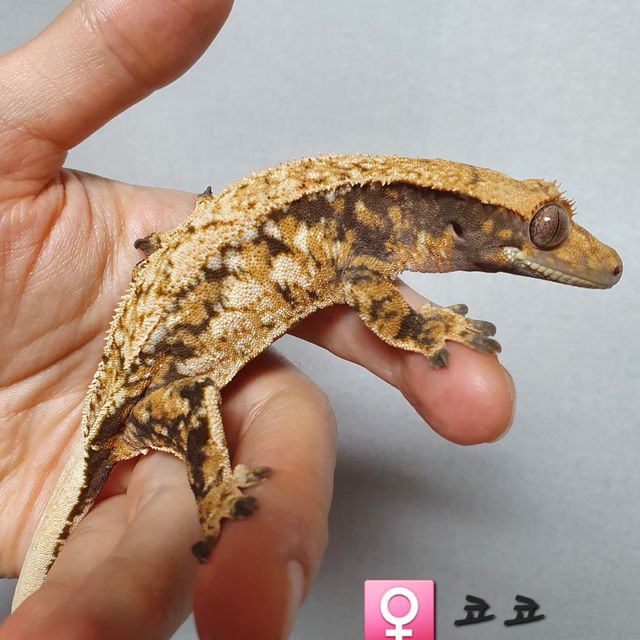 트라이 핀스트라이프 익스트림할리퀸
