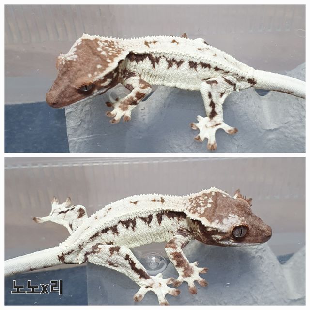 프라푸치노