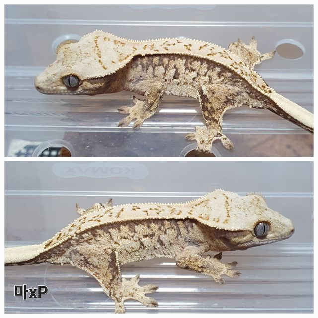 트라이 익스트림할리퀸 핀스트라이프