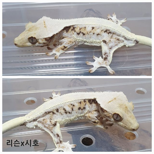 릴리화이트