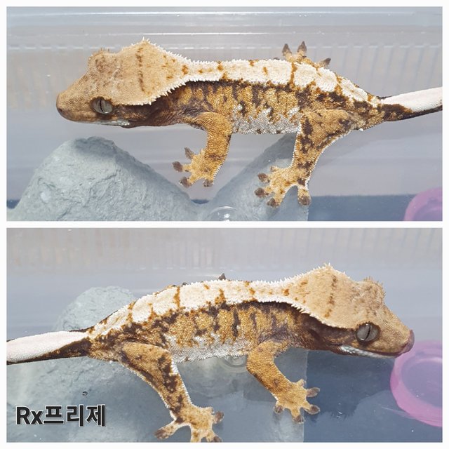 트라이 익스트림할리퀸