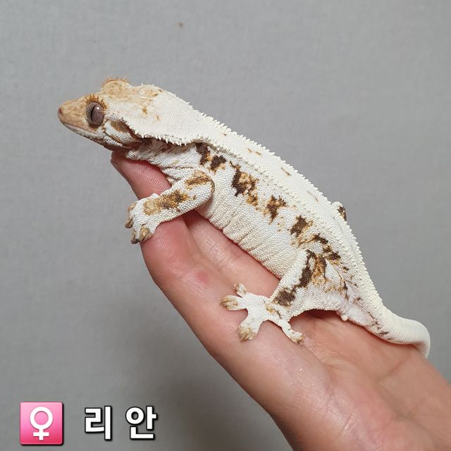 트라이 릴리화이트