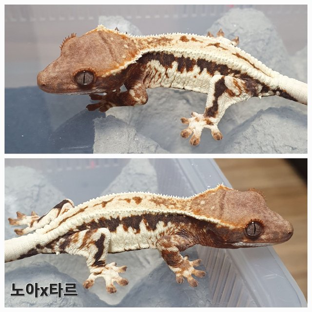 프라푸치노 100%헷아잔틱