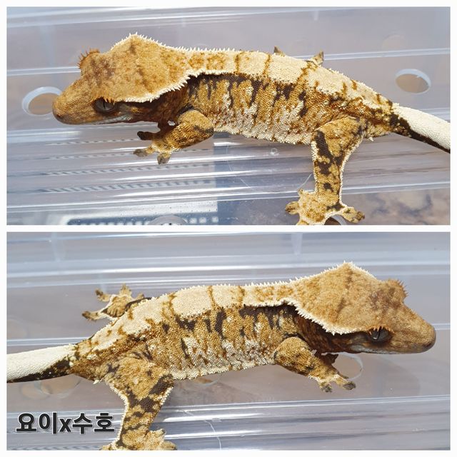 트라이 익스트림할리퀸