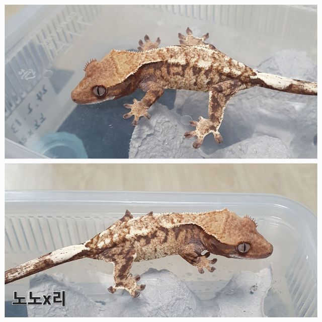 카푸치노 트라이