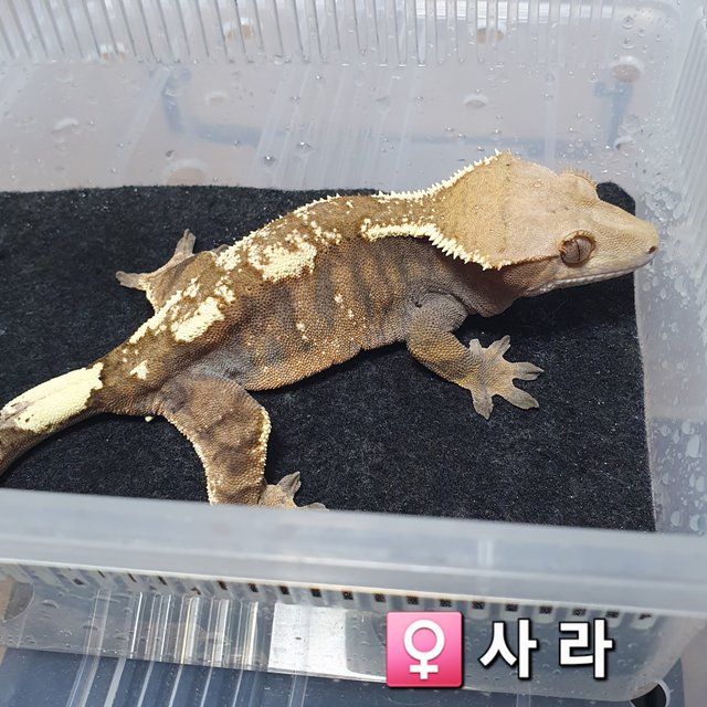 세이블