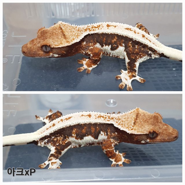 릴리100%헷아잔틱 100%헷아잔틱