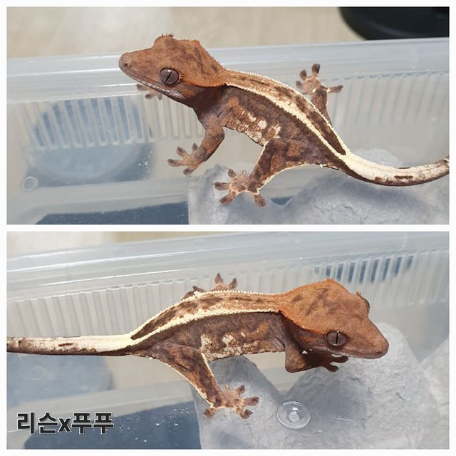 카푸치노 트라이
