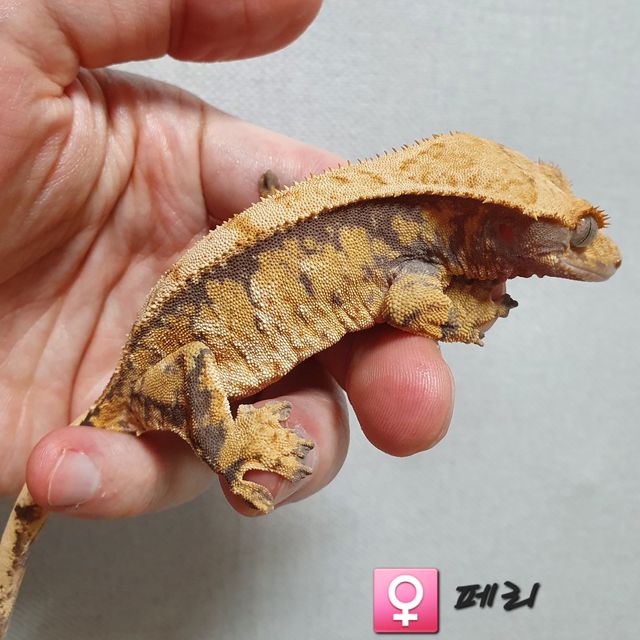 트라이 익스트림할리퀸