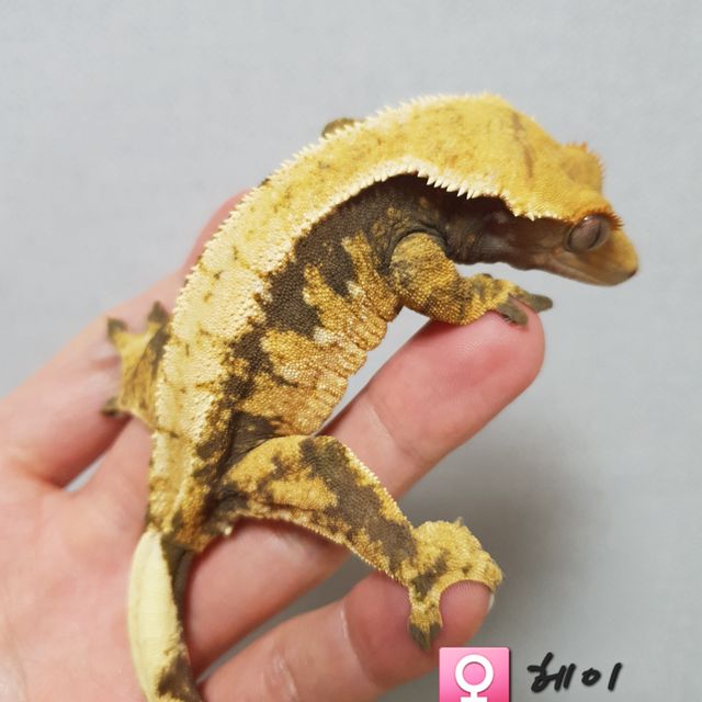 트라이 익스트림할리퀸