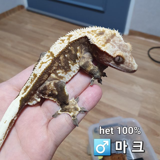 100%헷아잔틱