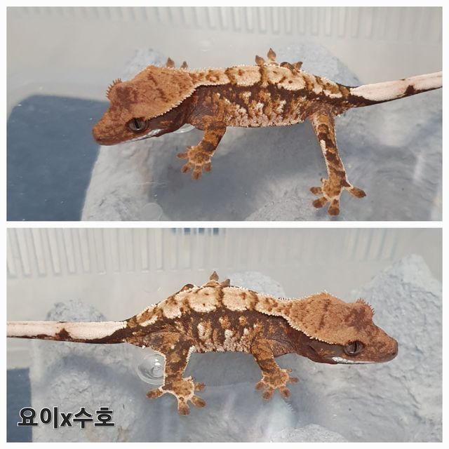 트라이 익스트림할리퀸