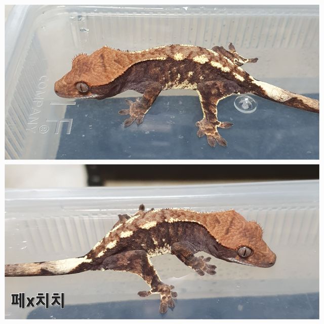 카푸치노 트라이 익스트림할리퀸