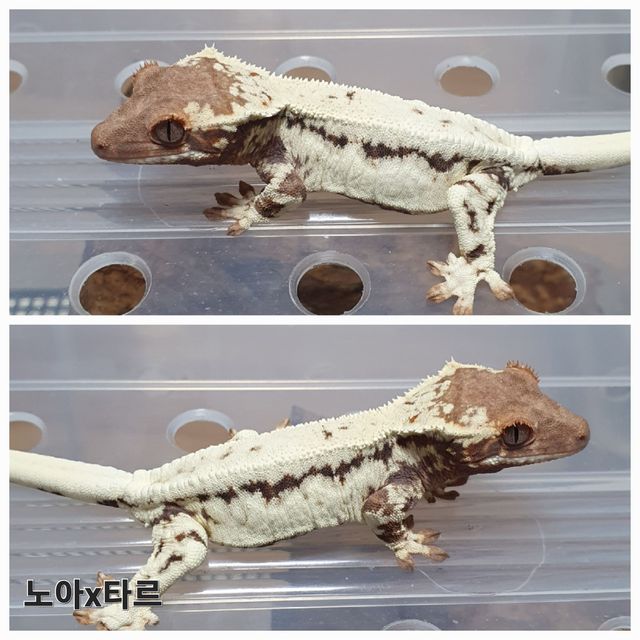 프라푸치노 100%헷아잔틱 릴리100%헷아잔틱