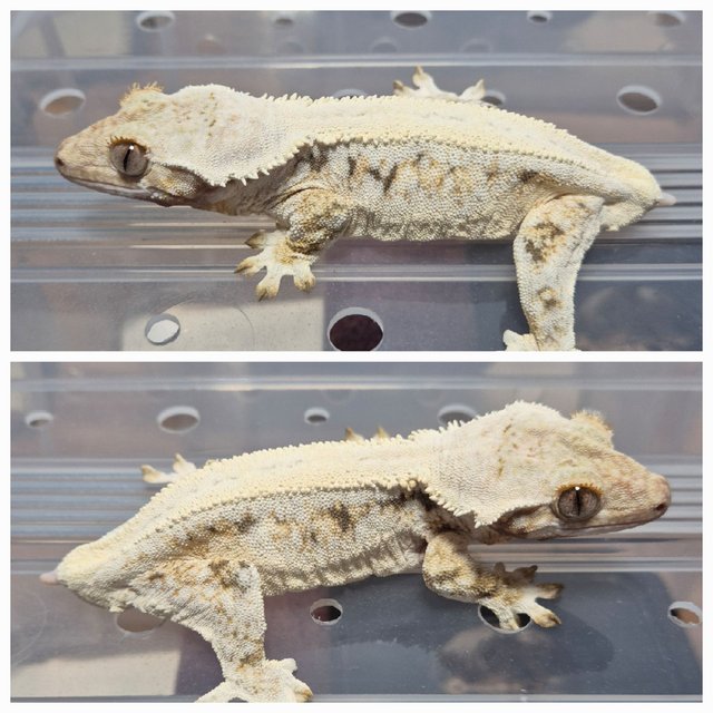 트라이 릴리화이트