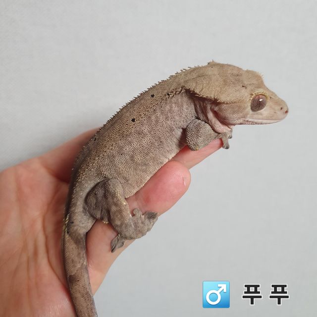 카푸치노