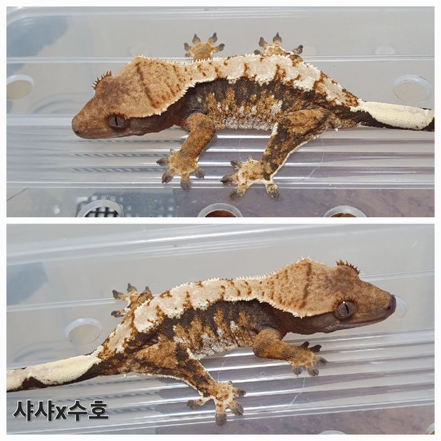 트라이 익스트림할리퀸