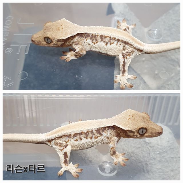 릴리100%헷아잔틱 100%헷아잔틱