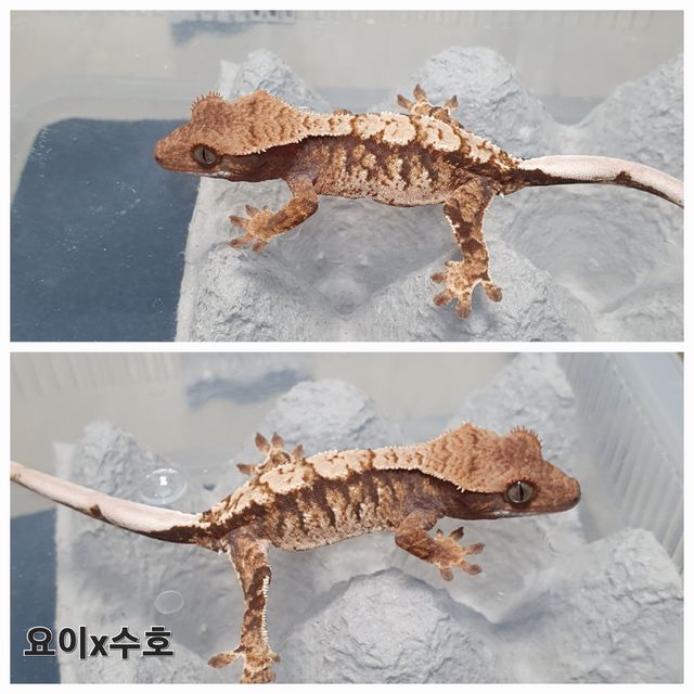 트라이 익스트림할리퀸