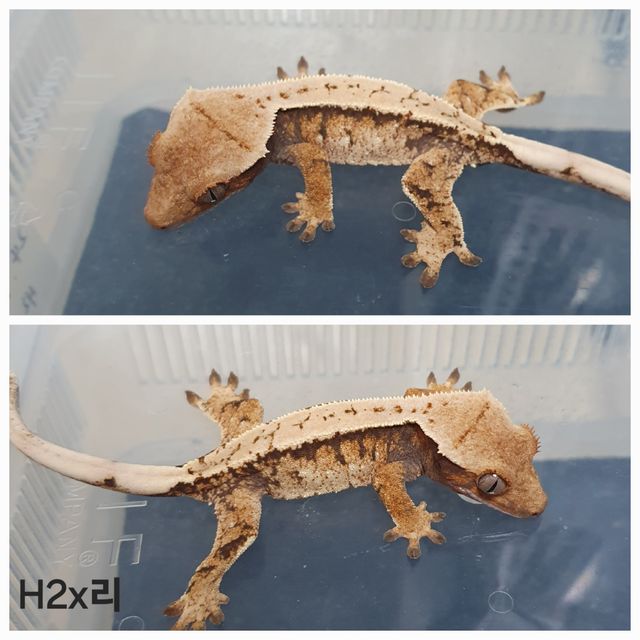 트라이 익스트림할리퀸