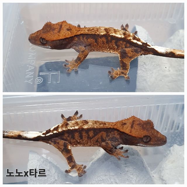 카푸치노 100%헷아잔틱