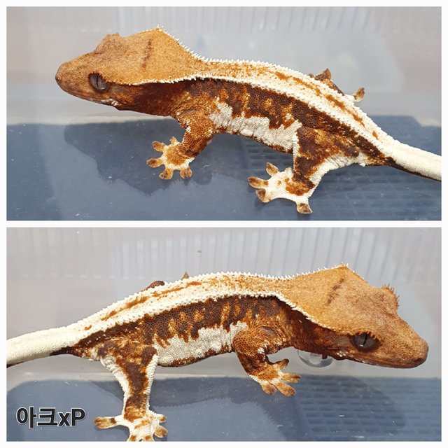 릴리100%헷아잔틱 100%헷아잔틱