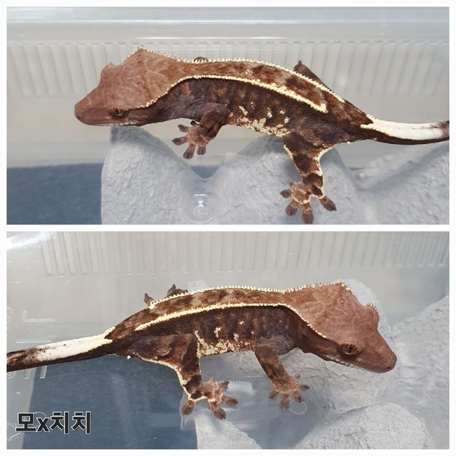 카푸치노 트라이