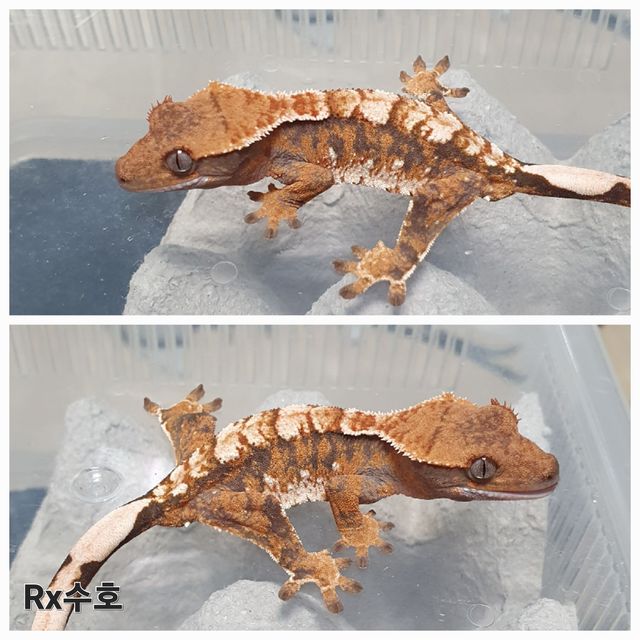 트라이 익스트림할리퀸