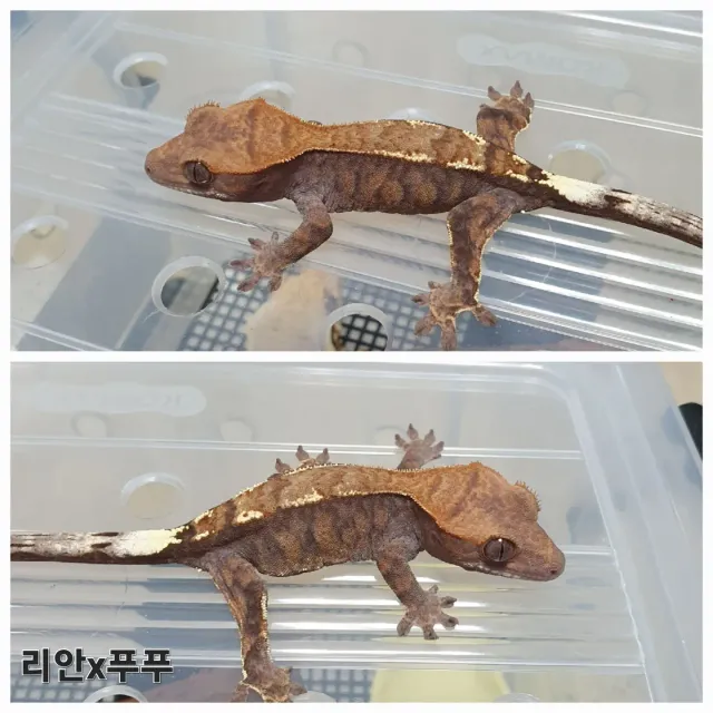 카푸치노