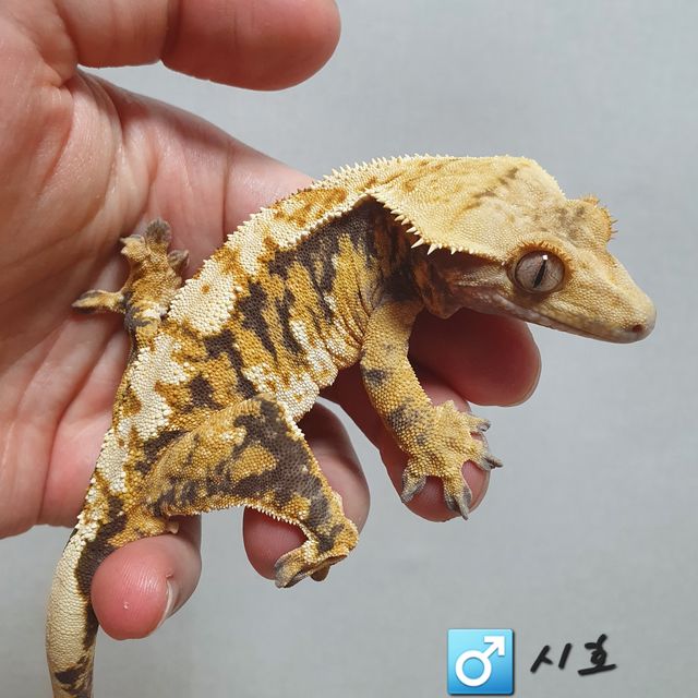 트라이 익스트림할리퀸