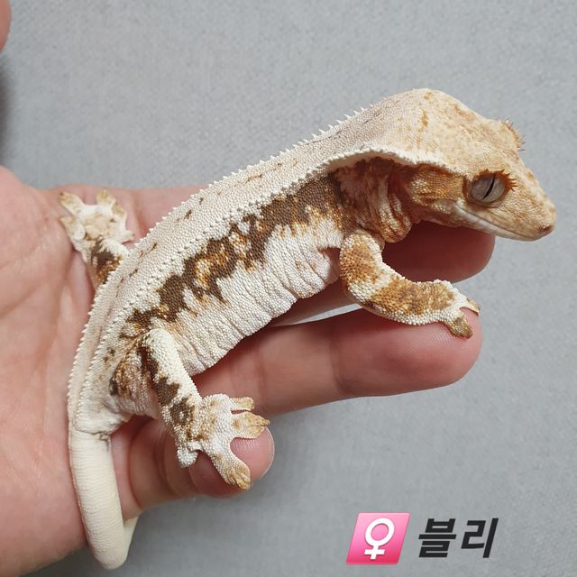 트라이 릴리화이트