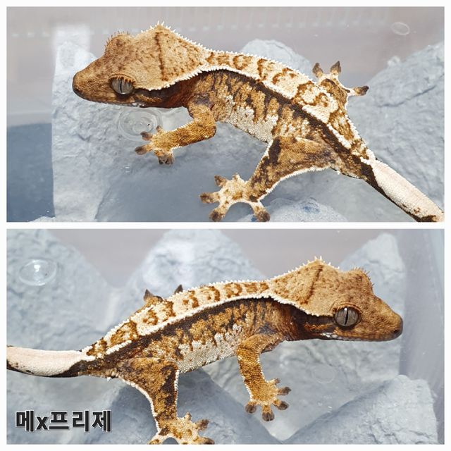 트라이 익스트림할리퀸