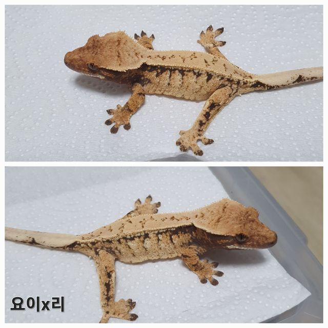 화이트스팟 핀스트라이프 트라이 드리피