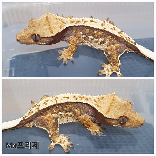 트라이 익스트림할리퀸