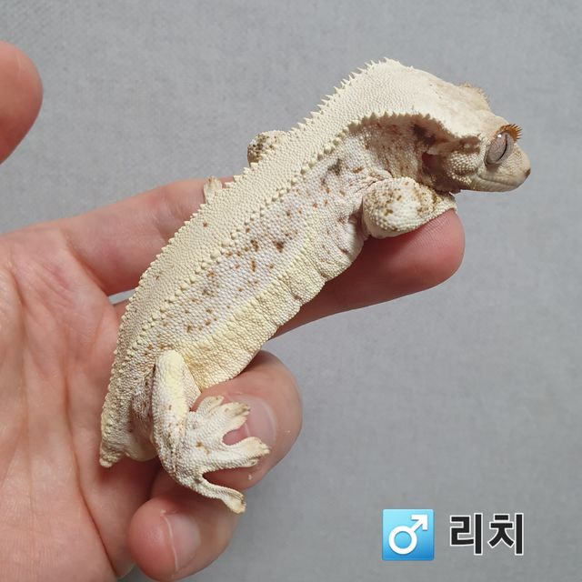 릴리화이트