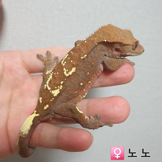 카푸치노