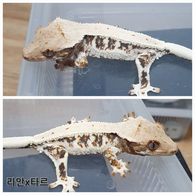 릴리100%헷아잔틱 100%헷아잔틱