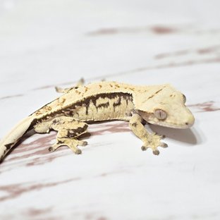 트라이 드리피 화이트핀 화이트스팟