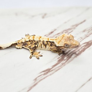 트라이 화이트핀 화이트스팟 화이트포트홀