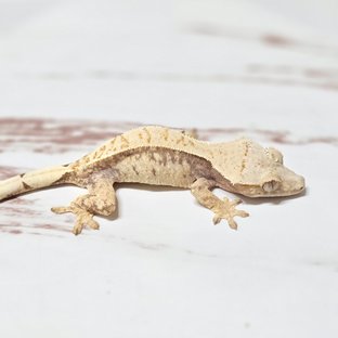 트라이 화이트스팟 핀스트라이프