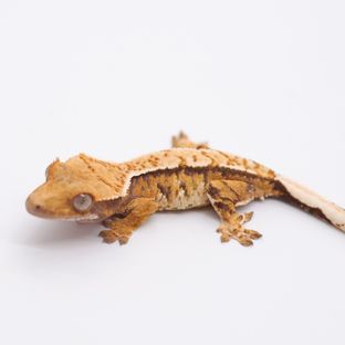 트라이
